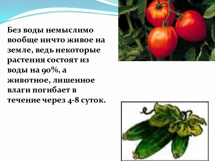 Без воды немыслимо вообще ничто живое на земле, ведь некоторые растения