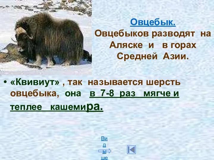 Овцебык. Овцебыков разводят на Аляске и в горах Средней Азии. «Квивиут»