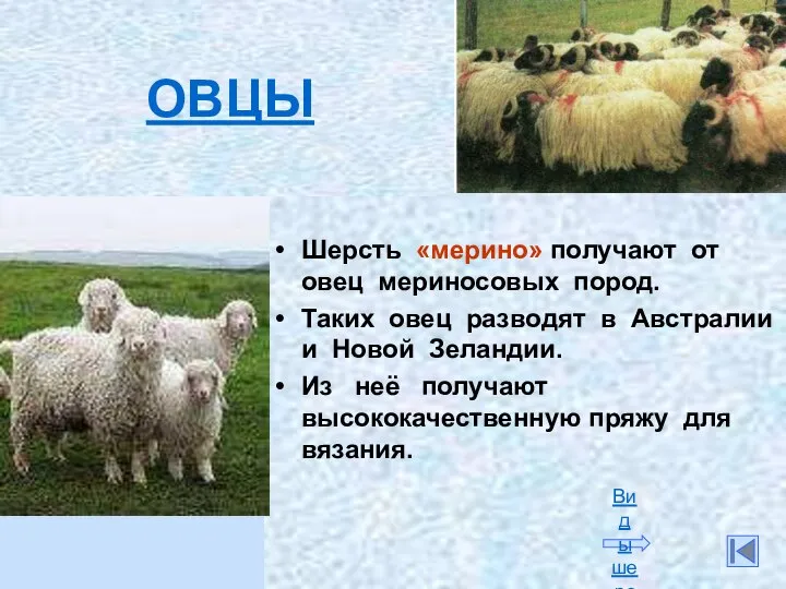 Шерсть «мерино» получают от овец мериносовых пород. Таких овец разводят в