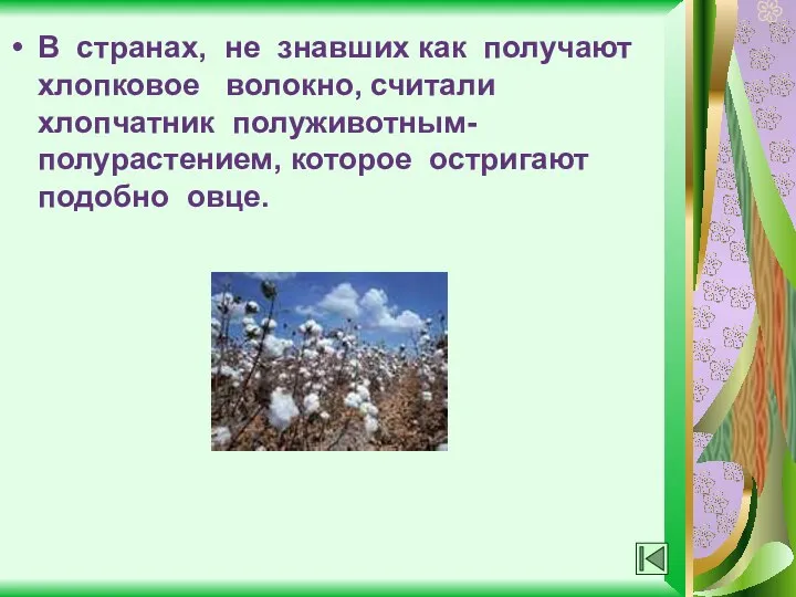 В странах, не знавших как получают хлопковое волокно, считали хлопчатник полуживотным-полурастением, которое остригают подобно овце.