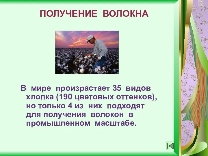 ПОЛУЧЕНИЕ ВОЛОКНА В мире произрастает 35 видов хлопка (190 цветовых оттенков),