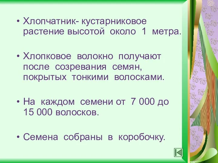 Хлопчатник- кустарниковое растение высотой около 1 метра. Хлопковое волокно получают после