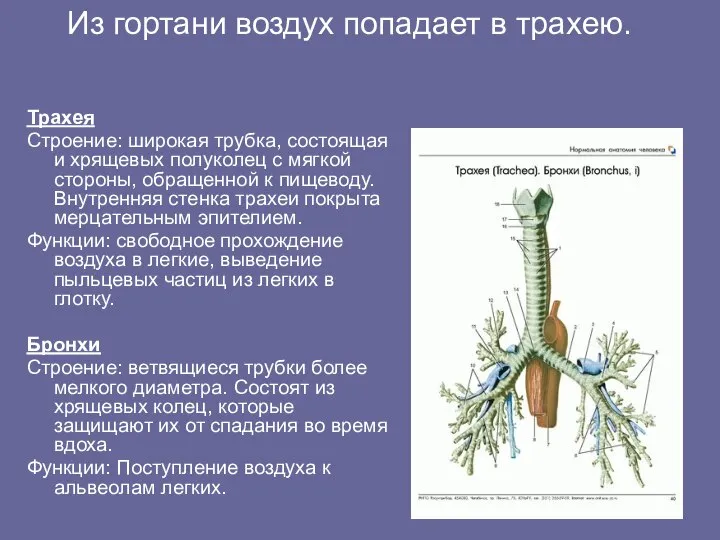 Из гортани воздух попадает в трахею. Трахея Строение: широкая трубка, состоящая