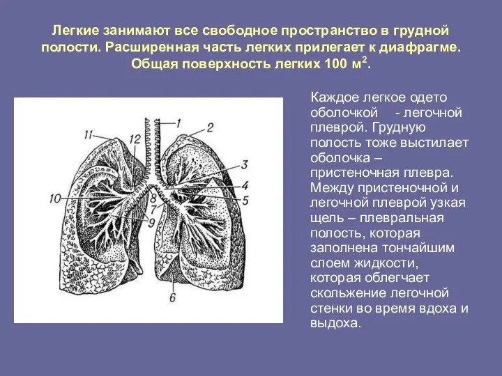 Легкие занимают все свободное пространство в грудной полости. Расширенная часть легких