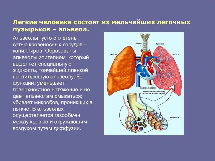 Легкие человека состоят из мельчайших легочных пузырьков – альвеол. Альвеолы густо