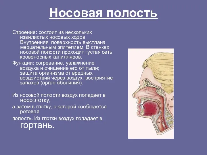 Носовая полость Строение: состоит из нескольких извилистых носовых ходов. Внутренняя поверхность