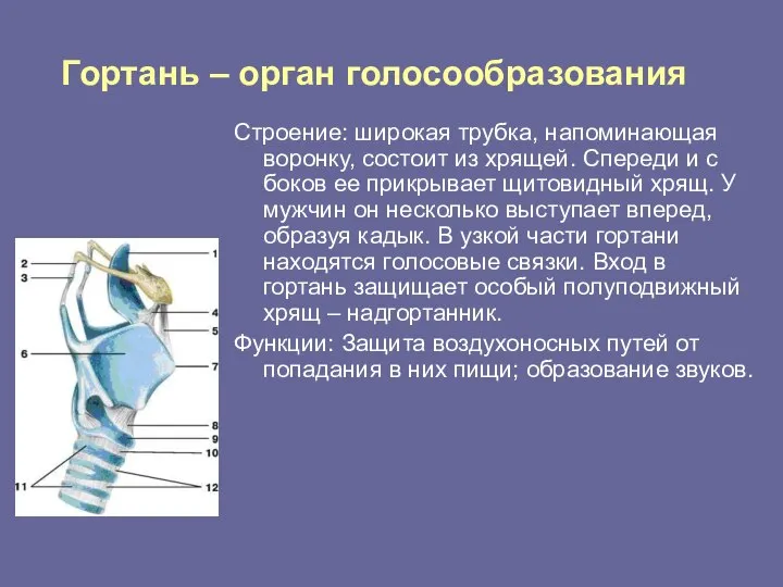 Гортань – орган голосообразования Строение: широкая трубка, напоминающая воронку, состоит из