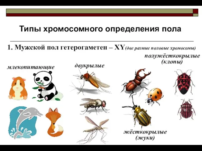 Типы хромосомного определения пола 1. Мужской пол гетерогаметен – ХY(две разные