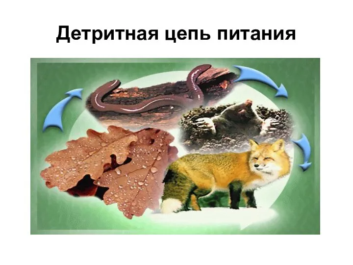 Детритная цепь питания