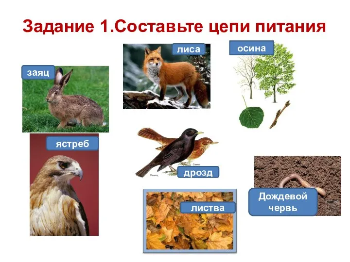 Задание 1.Составьте цепи питания заяц лиса осина дрозд листва Дождевой червь ястреб