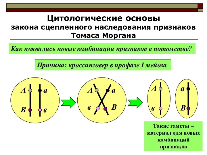 Цитологические основы закона сцепленного наследования признаков Томаса Моргана Как появились новые