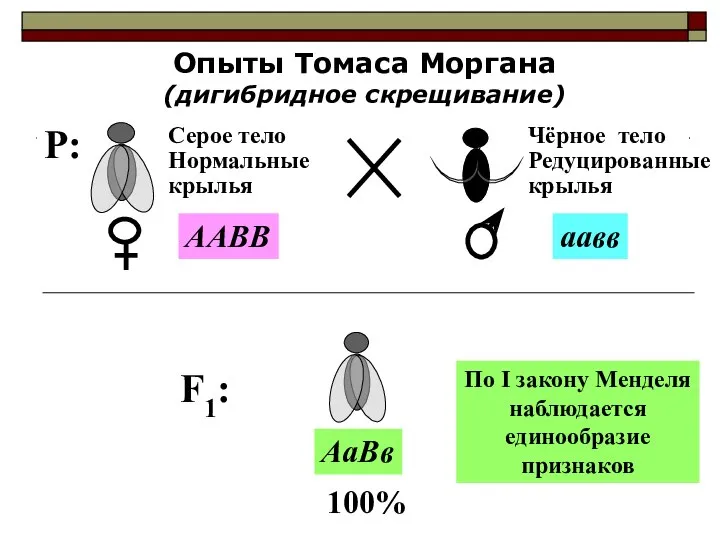 P: Опыты Томаса Моргана (дигибридное скрещивание) Серое тело Нормальные крылья Чёрное