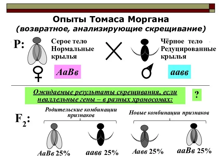 Опыты Томаса Моргана (возвратное, анализирующие скрещивание) F2: Ожидаемые результаты скрещивания, если