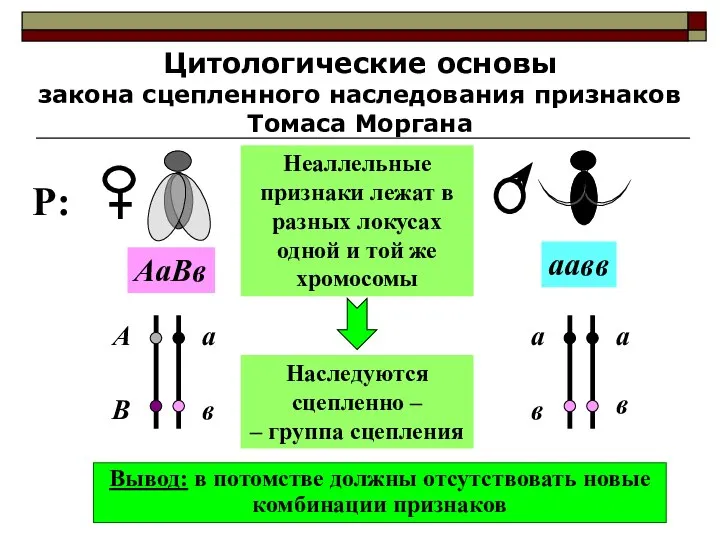 Цитологические основы закона сцепленного наследования признаков Томаса Моргана Неаллельные признаки лежат