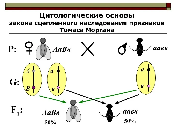 Цитологические основы закона сцепленного наследования признаков Томаса Моргана P: АаВв аавв