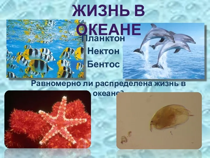 ЖИЗНЬ В ОКЕАНЕ Планктон Нектон Бентос Равномерно ли распределена жизнь в океане?