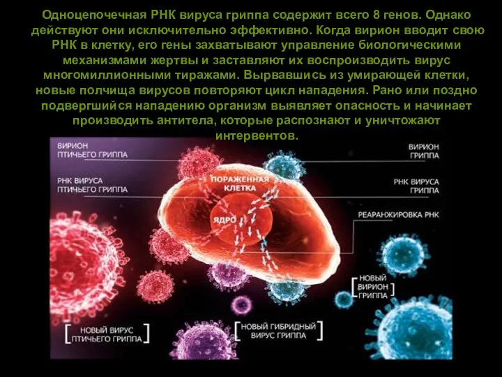 Одноцепочечная РНК вируса гриппа содержит всего 8 генов. Однако действуют они