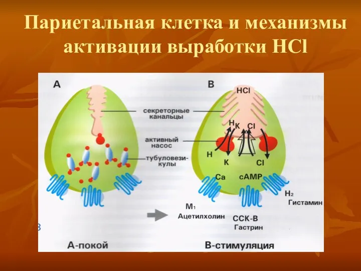 Париетальная клетка и механизмы активации выработки НCl