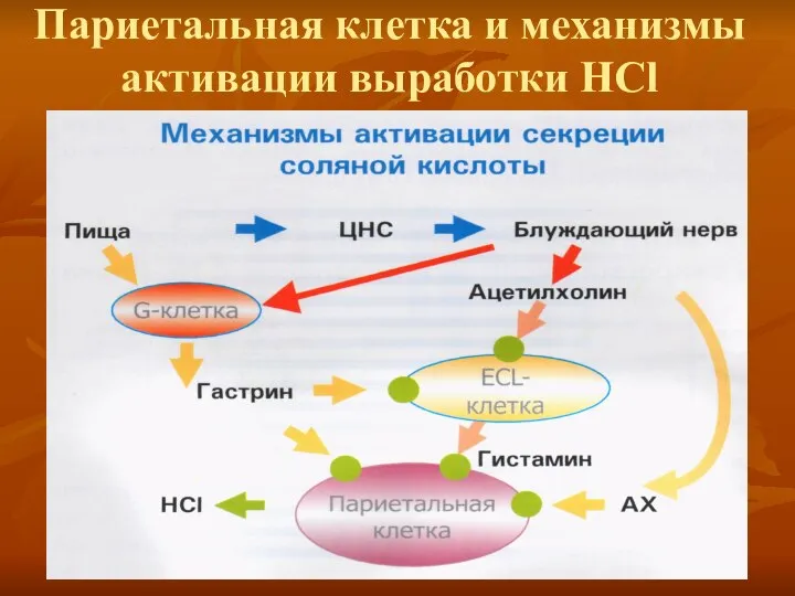 Париетальная клетка и механизмы активации выработки НCl