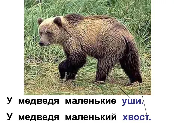 У медведя маленькие уши. У медведя маленький хвост.