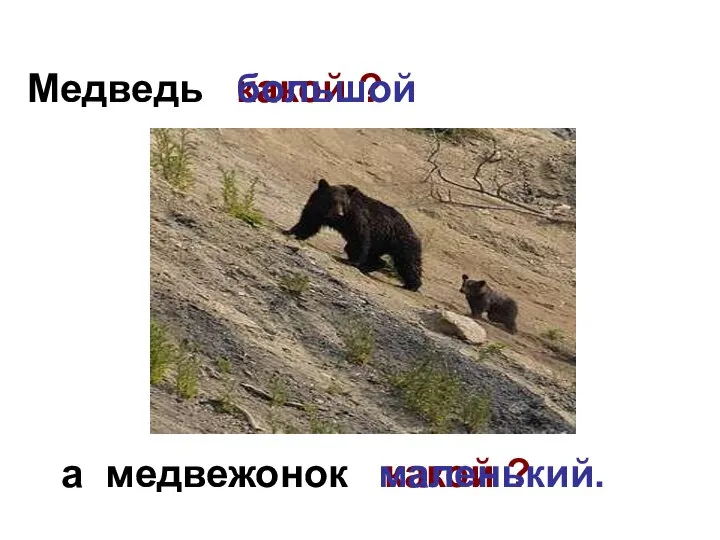 Медведь а медвежонок какой ? большой какой ? маленький.