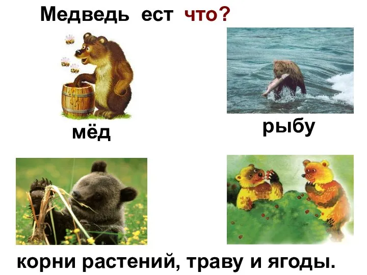 Медведь ест корни растений, траву и ягоды. мёд рыбу что?