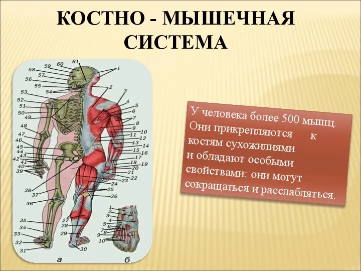 КОСТНО - МЫШЕЧНАЯ СИСТЕМА У человека более 500 мышц. Они прикрепляются