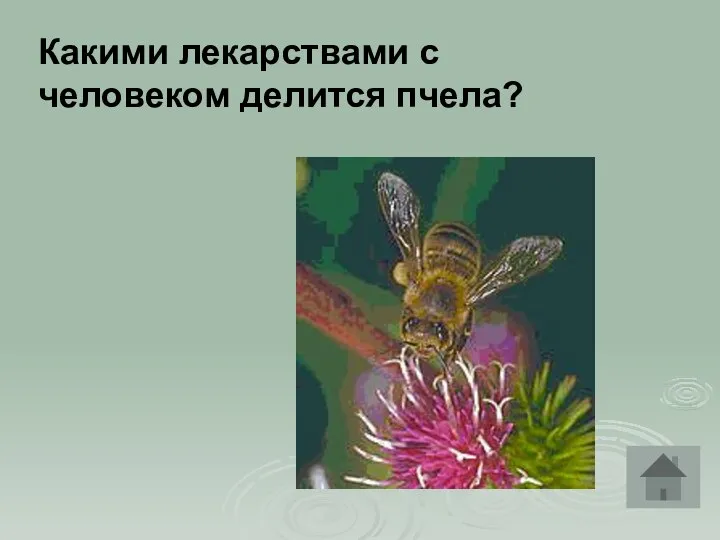 Какими лекарствами с человеком делится пчела?