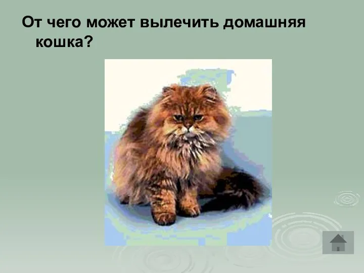 От чего может вылечить домашняя кошка?