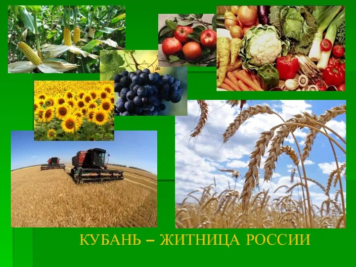 КУБАНЬ – ЖИТНИЦА РОССИИ