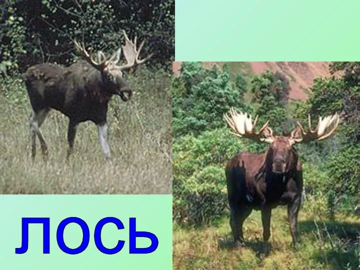 лось