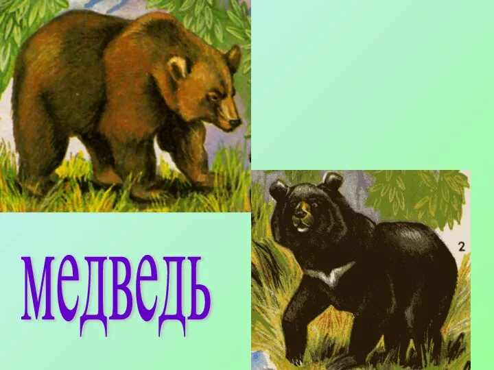 медведь