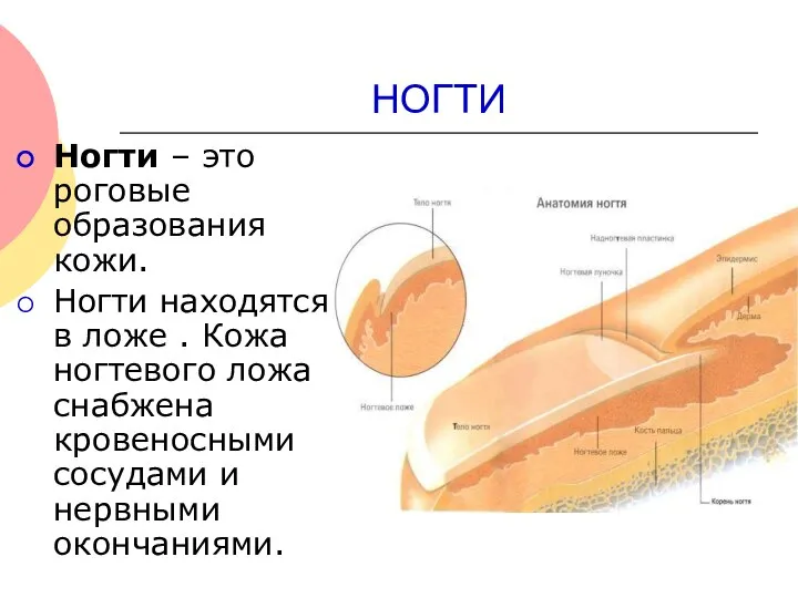 НОГТИ Ногти – это роговые образования кожи. Ногти находятся в ложе