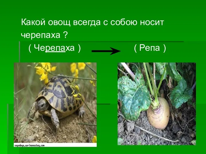 Какой овощ всегда с собою носит черепаха ? ( Черепаха ) ( Репа )