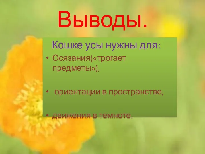 Выводы. Кошке усы нужны для: Осязания(«трогает предметы»), ориентации в пространстве, движения в темноте.