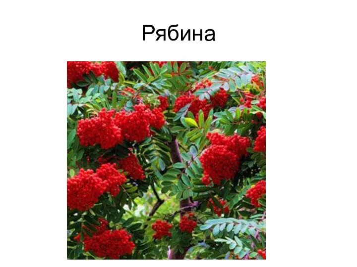 Рябина