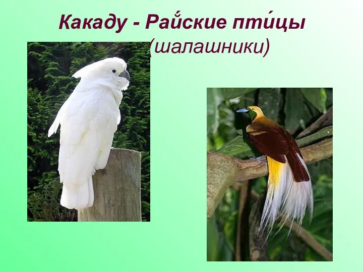 Какаду - Рай́ские пти́цы (шалашники)