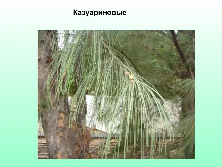 Казуариновые