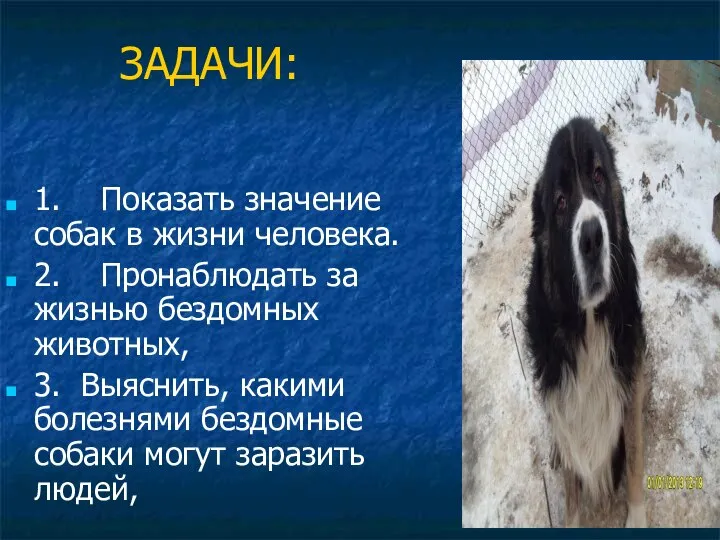 ЗАДАЧИ: 1. Показать значение собак в жизни человека. 2. Пронаблюдать за