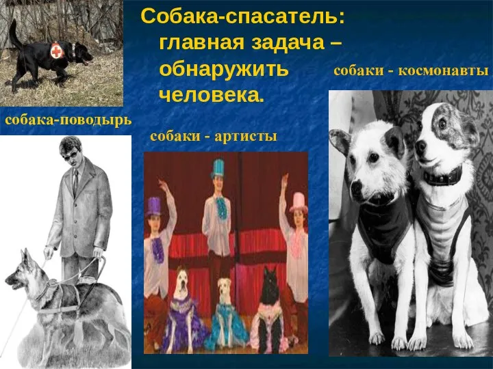Собака-спасатель: главная задача – обнаружить человека. собака-поводырь собаки - артисты собаки - космонавты