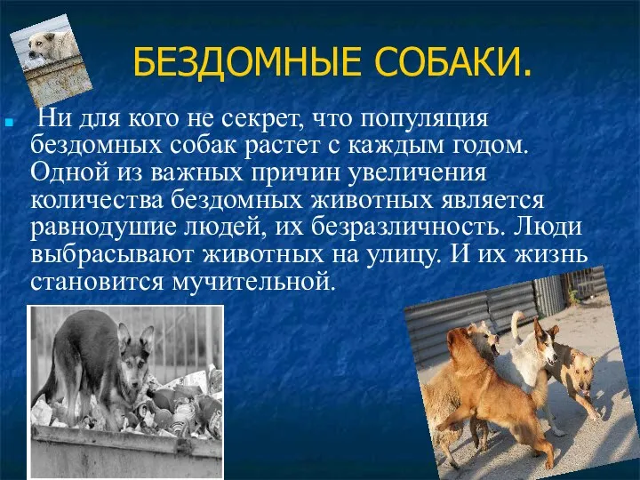 БЕЗДОМНЫЕ СОБАКИ. Ни для кого не секрет, что популяция бездомных собак