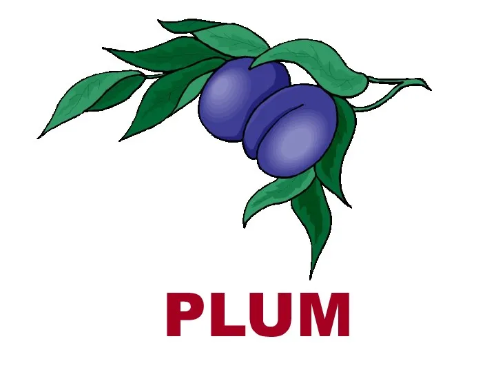 PLUM