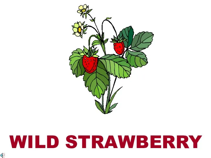 WILD STRAWBERRY