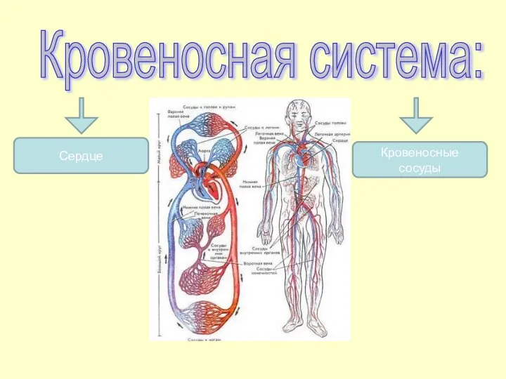 Кровеносная система: Сердце Кровеносные сосуды