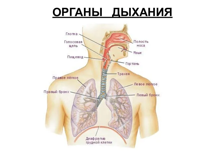 ОРГАНЫ ДЫХАНИЯ