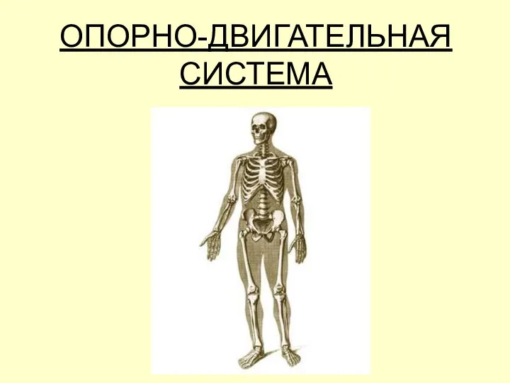 ОПОРНО-ДВИГАТЕЛЬНАЯ СИСТЕМА