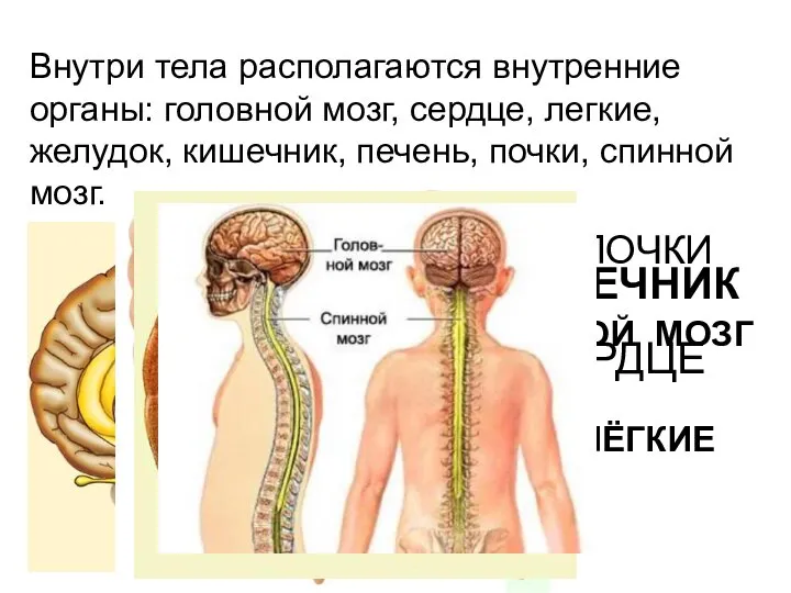 Внутри тела располагаются внутренние органы: головной мозг, сердце, легкие, желудок, кишечник,