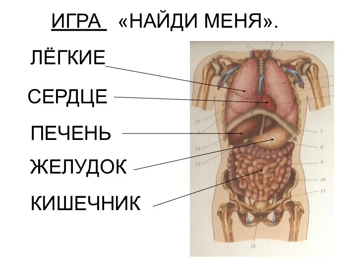 ИГРА «НАЙДИ МЕНЯ». ЛЁГКИЕ СЕРДЦЕ ПЕЧЕНЬ ЖЕЛУДОК КИШЕЧНИК