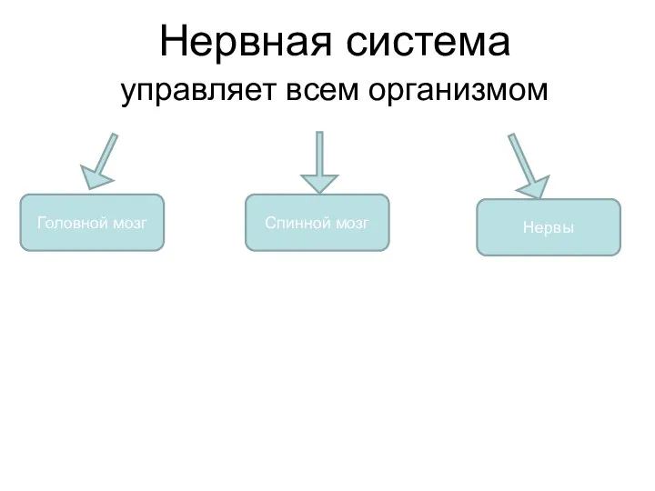 Нервная система управляет всем организмом Головной мозг Спинной мозг Нервы