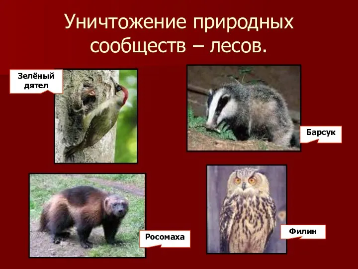 Уничтожение природных сообществ – лесов. Зелёный дятел Росомаха Филин Барсук